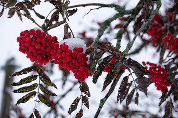 Rowan berries under the snow
