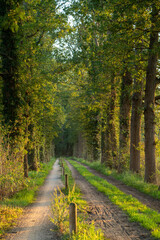 road in autumn forest