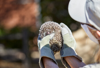 Baby Hedgehog being held in Hands