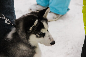 siberian husky puppy in a collar on a leash. isolated animal pet snow on background. winter sport sled dog racing