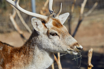 Fallow Deer Profile