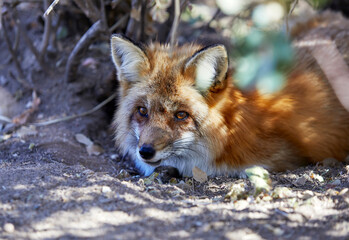Red Fox Laying Down