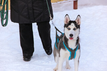 siberian husky puppy in a collar on a leash. isolated animal pet snow on background. winter sport sled dog racing