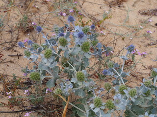 Sea Holly (Eryngium maritimum)