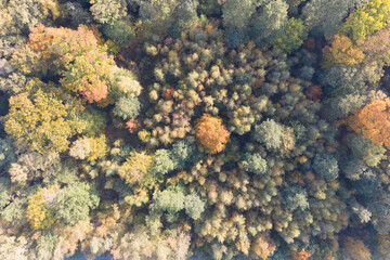 Naklejka na ściany i meble arial photo autumn forest