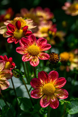 Vibrant red, orange, and yellow dahlias blooming in a garden on a sunny day
