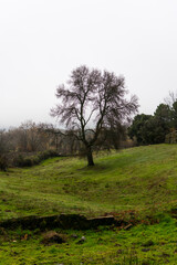 A vertical shot of a bare tree in greenfield