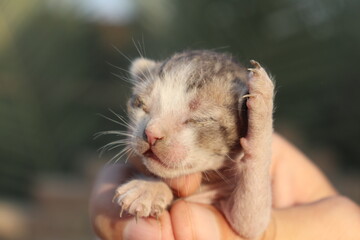 Newly Born cute blind kitten in hand
