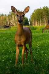 A vertical shot of brown deer looking at the camera on greenfield
