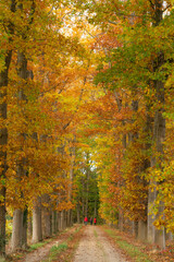 autumn in the forest