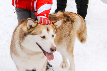 siberian husky puppy in a collar on a leash. isolated animal pet snow on background. winter sport sled dog racing. human hand stroking the dog's head