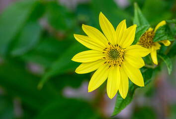 Happy yellow sunflower against green foliage, as a nature background
