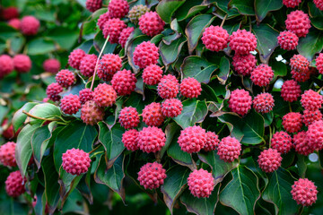 Red seed pods on an Evergreen Dogwood, as a fall color nature background
