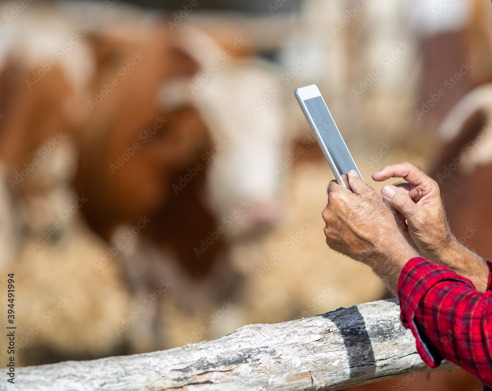 Canvas Prints Farmer with tablet in front of cows in barn