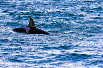 Obraz premium Killer Whale