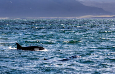 Killer Whale in Iceland