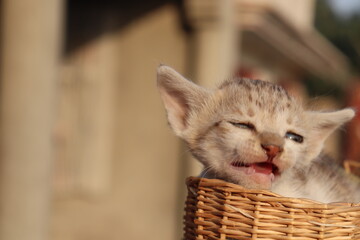 Fototapeta na wymiar Little cute kitten in basket