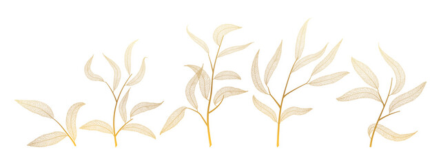 Willow leaves  on white. Leaf veins.  Vector illustration. EPS 10. © O.Yu