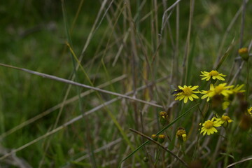 insecto en flores amarillas