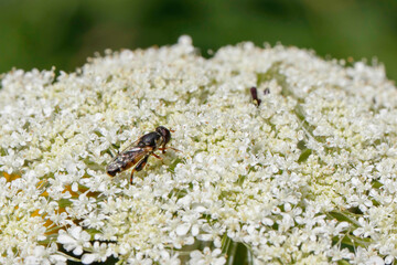 Thick-legged Hover Fly, a drone fly on Queen Anne's Lace