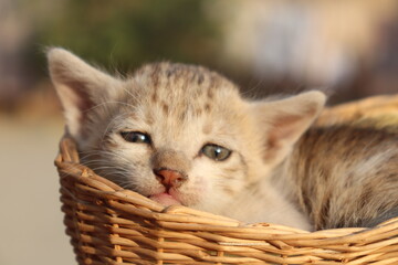 Fototapeta na wymiar Kitten in the basket