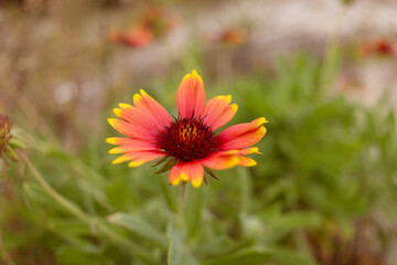 Obraz premium Beach Flower, Close up
