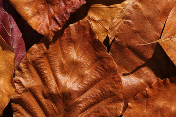 Gold, brown and orange leaves in afternoon sunshine. Colorful beech leaves close-up.