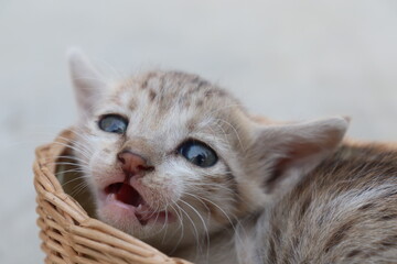 Fototapeta na wymiar Kitten in the basket