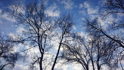 Fototapeta na wymiar The trees in the clouds