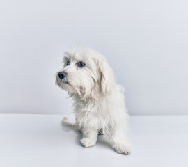 Adorable dog over isolated white background.