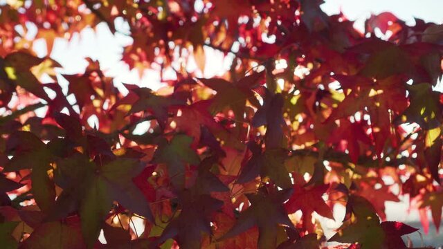 Red autumn leaves of Japanese maple. Sun rays break through the foliage of lush tree branches in the forest. Beautiful autumn landscape