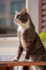 Cute domestic cat stands with its front paws on the table.