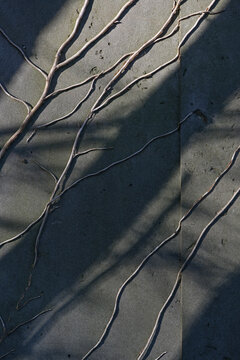 Bare twigs of a climbing plant without leaves on a plastered gray wall with diagonal shadows, abstract background or Wabi sabi concept, copy space
