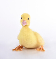 Yellow beautiful duckling with beak and paws on a white background in the Studio
