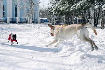 Labrador retriever plays in deep snow in the park. The dog is having fun in the winter park on a bright day. Labrador runs and jumps in the snow among white trees. Pets and activities concept.