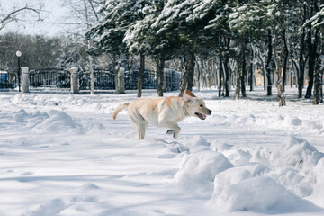 Fototapeta na wymiar Labrador retriever plays in deep snow in the park. The dog is having fun in the winter park on a bright day. Labrador runs and jumps in the snow among white trees. Pets and activities concept.
