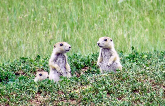 Family Of Young Prairie Dogs Posing Together In Grassy Field In Custer State Park In South Dakota