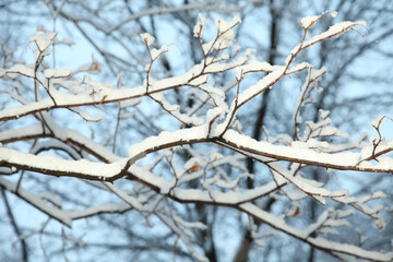 Frosty weather, tree branches strewn with snow