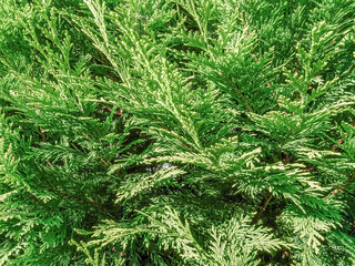 Twigs of evergreen thuja tree. Suitable for background