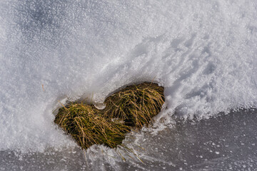 Grasbüschel im Schnee
