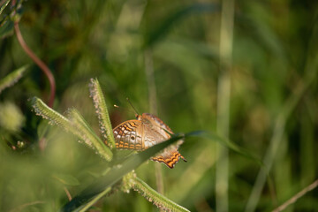 butterfly on leaf