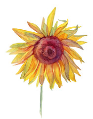 Watercolor yellow flower sunflower isolated on white background. Art creative hand-drawn object for sticker, textile, postcard, wedding, celebration, wrapping