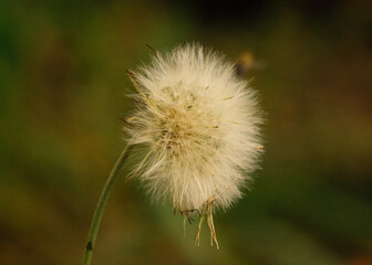 dandelion seed head