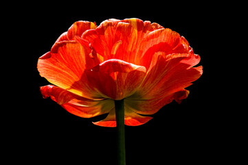 One red tulip lit by the sun on black isolated background