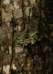 tree texture
