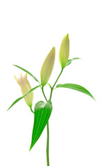 White lily buds (Liliaceae) with green leaves on white isolated background close up