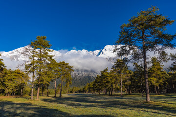 Wald mit verschneiten Bergen