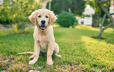 Beautiful and cute golden retriever puppy dog having fun at the park sitting on the green grass. Lovely labrador purebred doggy