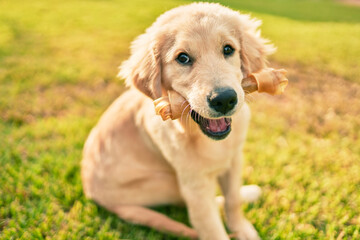 Beautiful and cute golden retriever puppy dog having fun at the park sitting on the green grass. Lovely labrador purebred eating bone