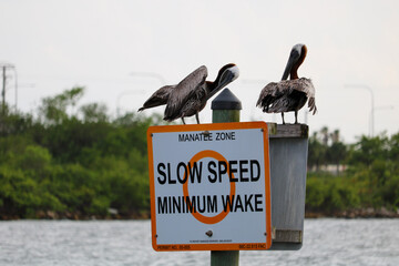 pelicans on the pier